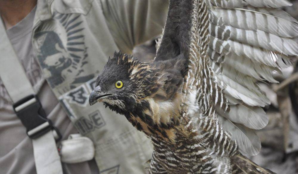 ilustrasi Pernis celebensis (inaturalist.org/ justinscioli)