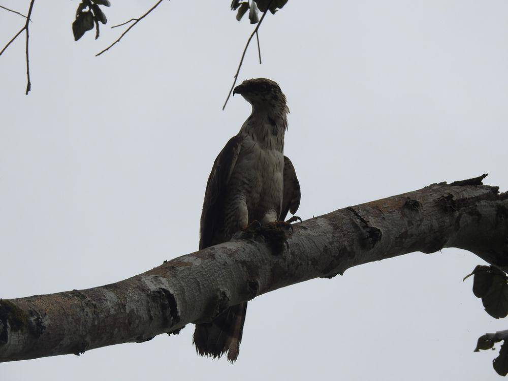 ilustrasi Pernis celebensis (inaturalist.org/mchoi_azis)