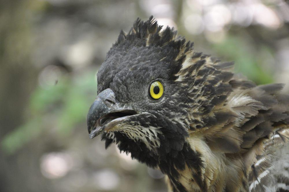 7 Fakta Sikep Madu Sulawesi, Fauna Endemik Indonesia