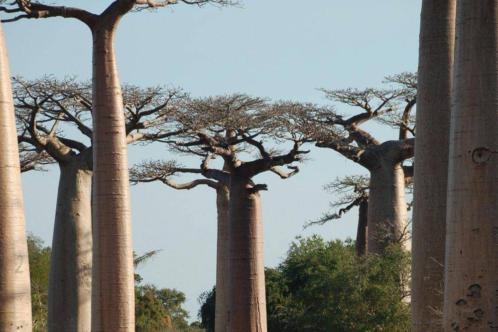 Madagaskar, Afrika Timur (pexels.com/Beau Botschuijver)