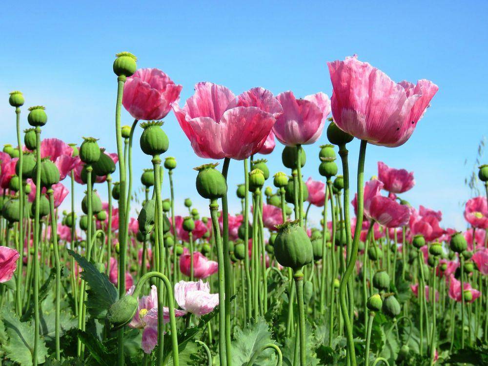 ilustrasi opium (pixabay.com/papaya45)