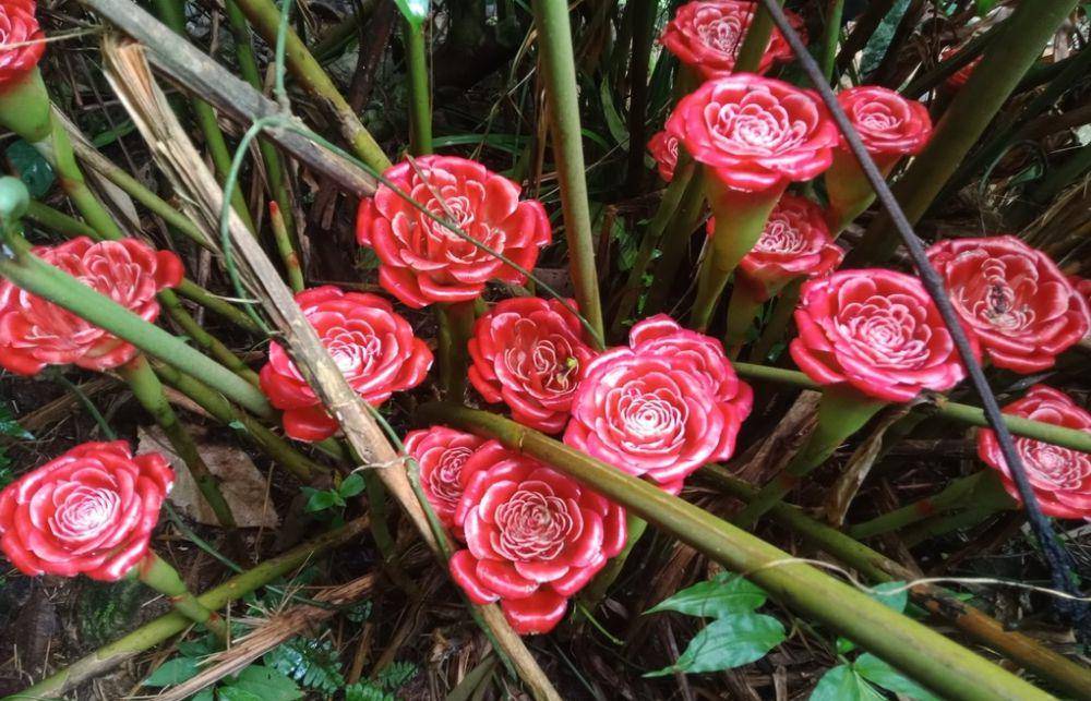 ilustrasi Rose of Siam (inaturalist.org/vatcharavee)