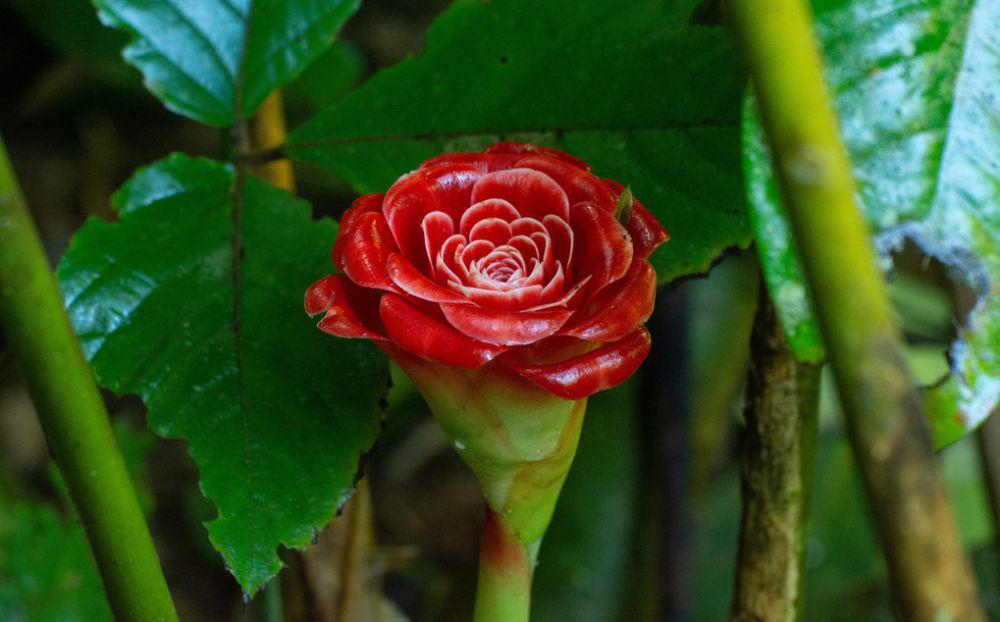 5 Fakta Menarik Tanaman Rose of Siam, Kebiasaan Membentuk Akar Rimpang