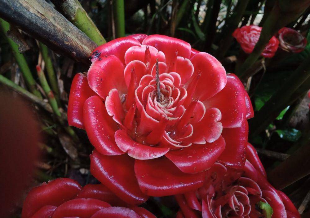 ilustrasi Rose of Siam (inaturalist.org/vatcharavee)