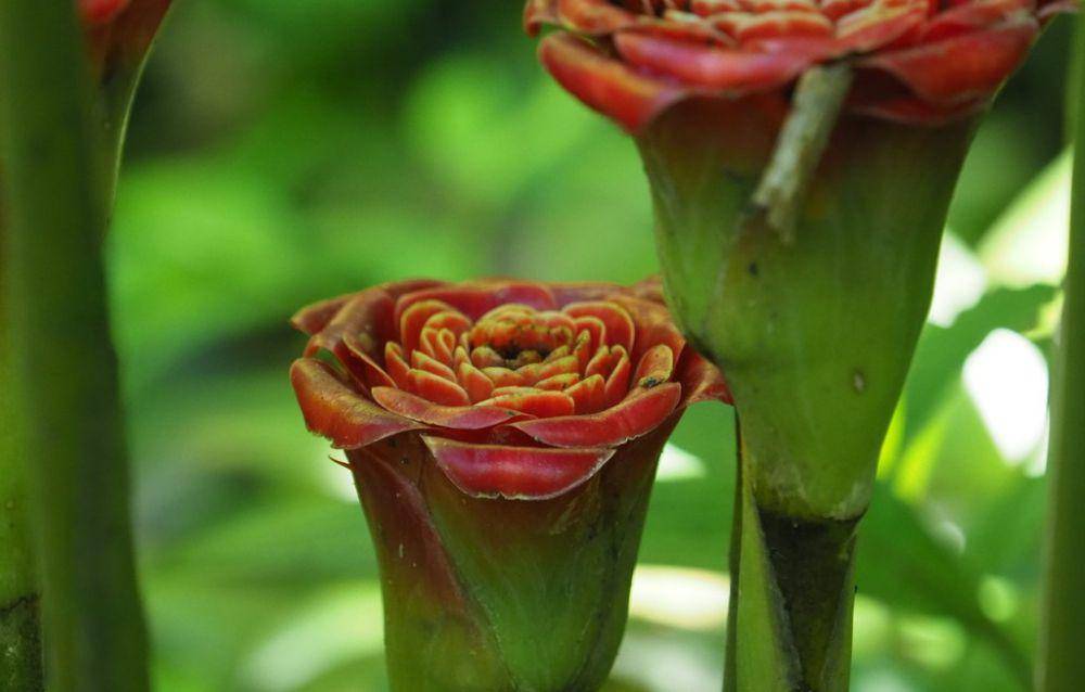 ilustrasi Rose of Siam (inaturalist.org/bbryan)