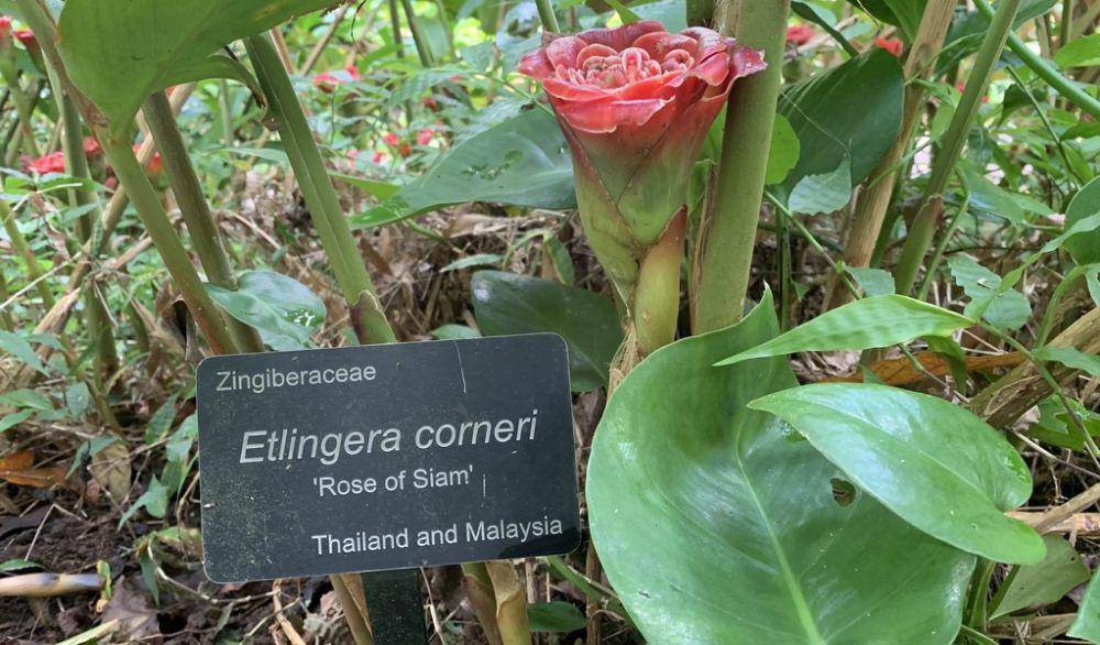ilustrasi Rose of Siam (inaturalist.org/achong26)