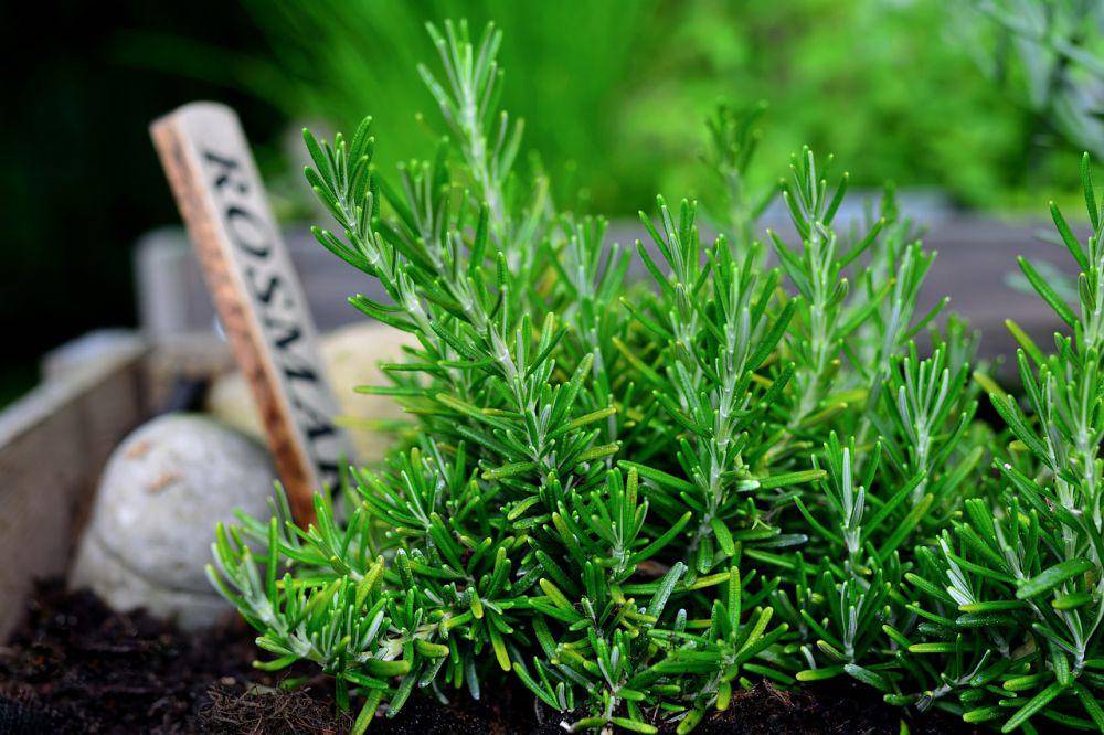 tanaman rosemary (pixabay.com/congerdesign)