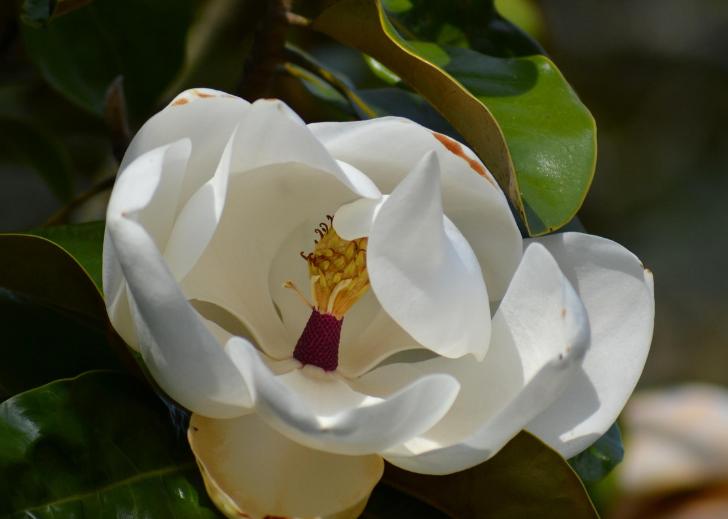 ilustrasi magnolia (pixabay.com/PollyDot)