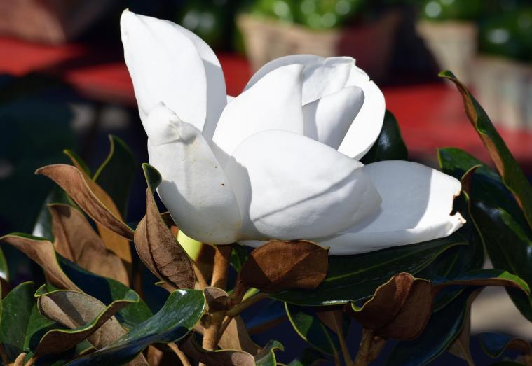 ilustrasi magnolia (pixabay.com/paulbr75)