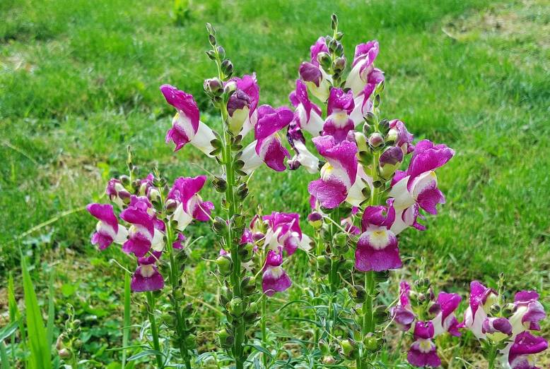 ilustrasi snapdragon (pixabay.com/SanduStefan)