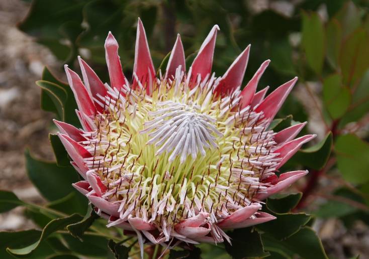 ilustrasi protea (pixabay.com/Freddie01)