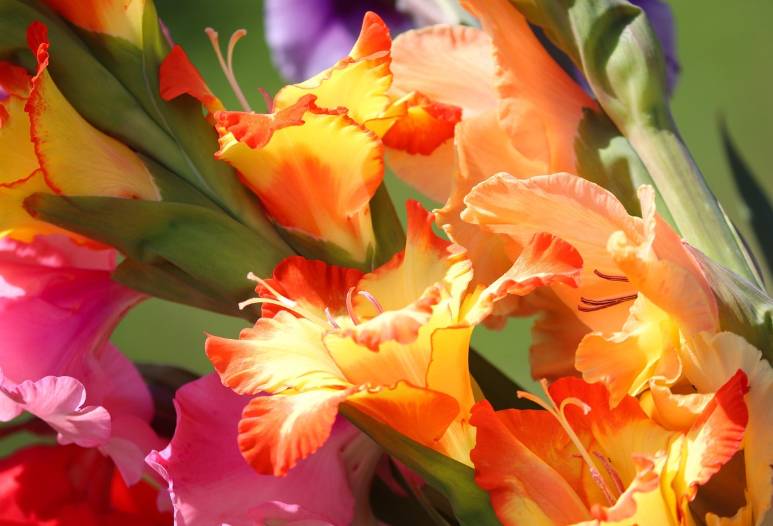 ilustrasi gladiol (pixabay.com/manfredrichter)