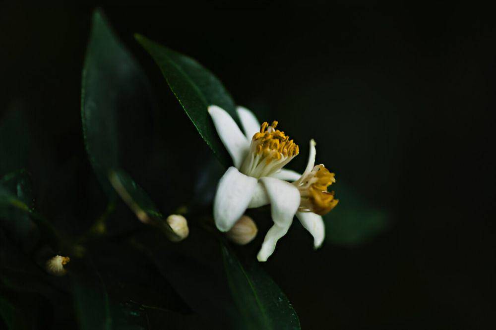 ilustrasi bunga neroli (freepik.com/freepik)