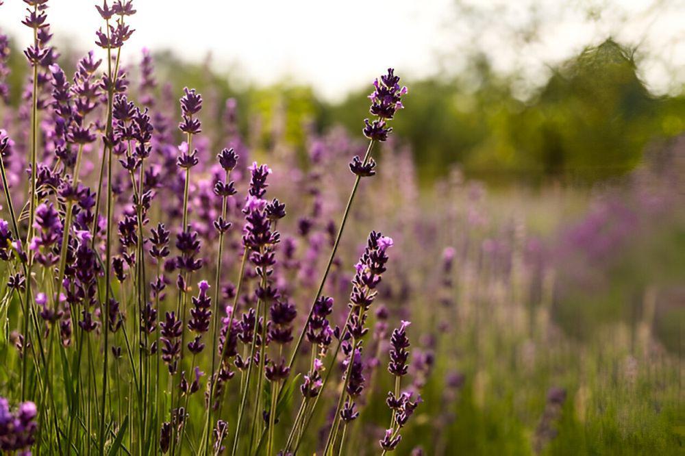 ilustrasi lavender (freepik.com/freepik)