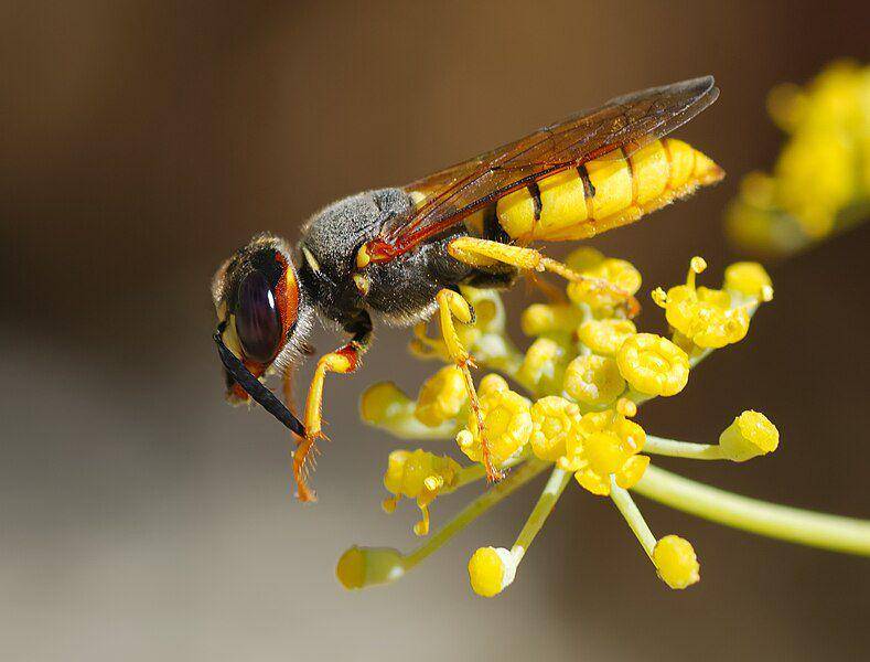 Beewolf wasp (commons.wikimedia.org/Alvesgaspar)
