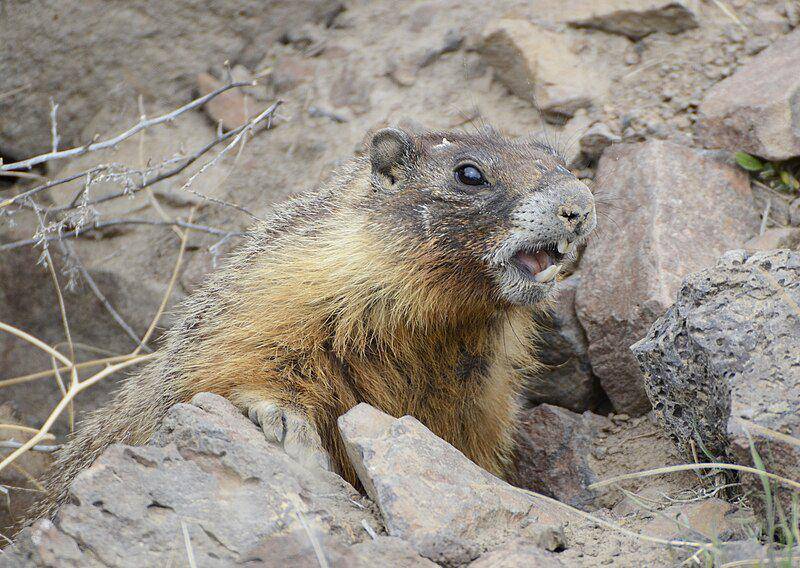 Yellow bellied marmot (commons.wikimedia.org/VJanderson)