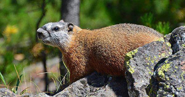 Yellow bellied marmot (commons.wikimedia.org/Clement Bardot)