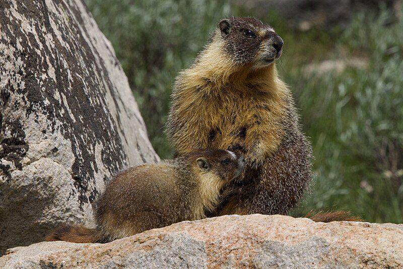 Yellow bellied marmot (commons.wikimedia.org/Patricia Bacchetti)
