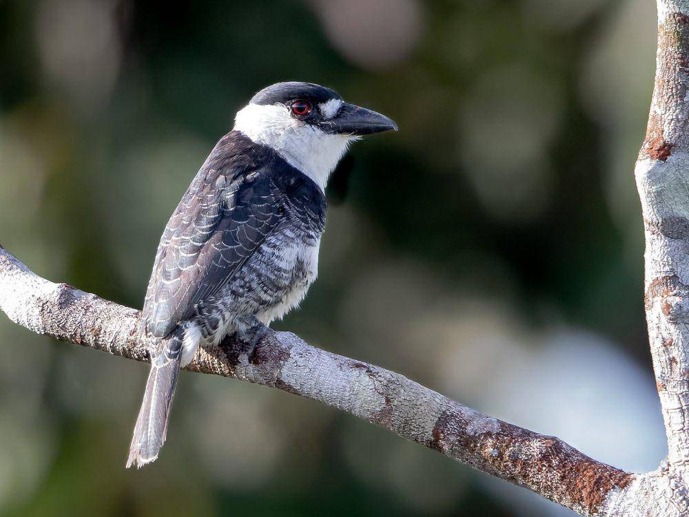 Burung puffbird (commons.wikimedia.org/Hector Bottai)