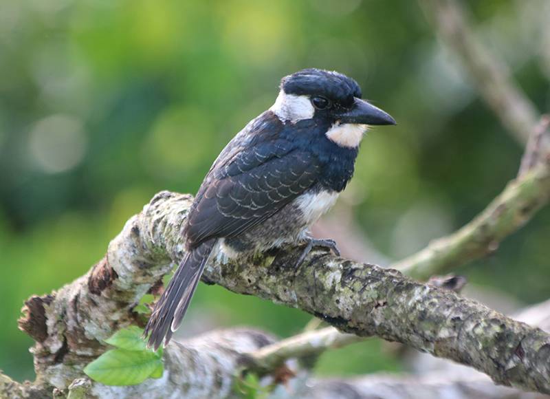 Burung puffbird (commons.wikimedia.org/Ben Keen)