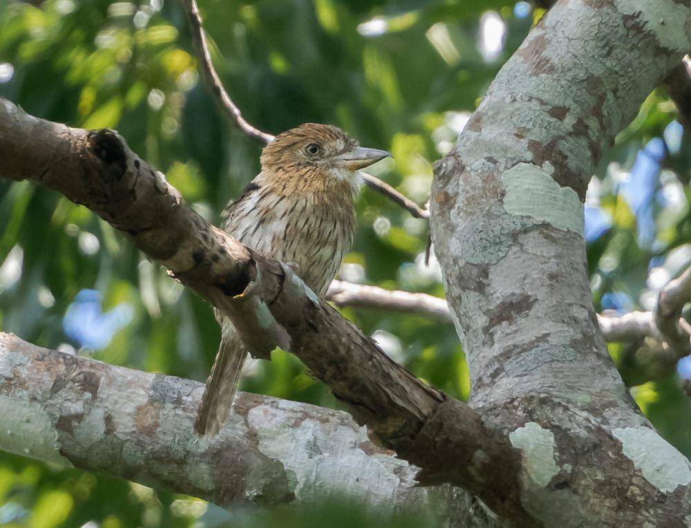 Burung puffbird (commons.wikimedia.org/Hector Bottai)