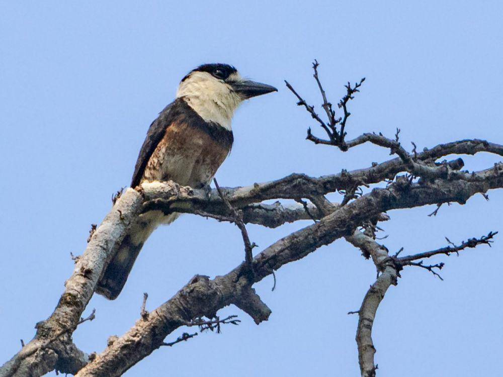 Burung puffbird (commons.wikimedia.org/Hector Bottai)