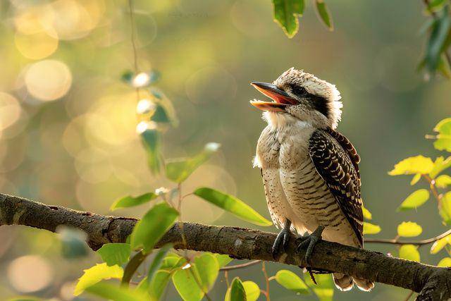 Burung puffbird (vecteezy.com/blockbits)