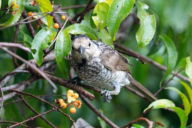Burung puffbird (vecteezy.com/info901829)