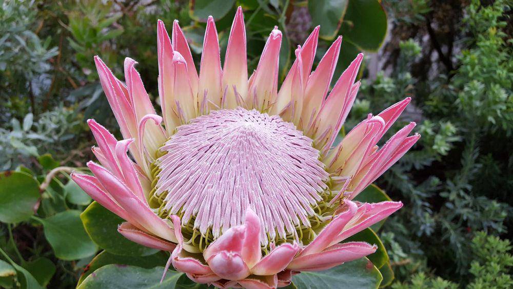 Bunga king protea (pixabay.com/manuela274)