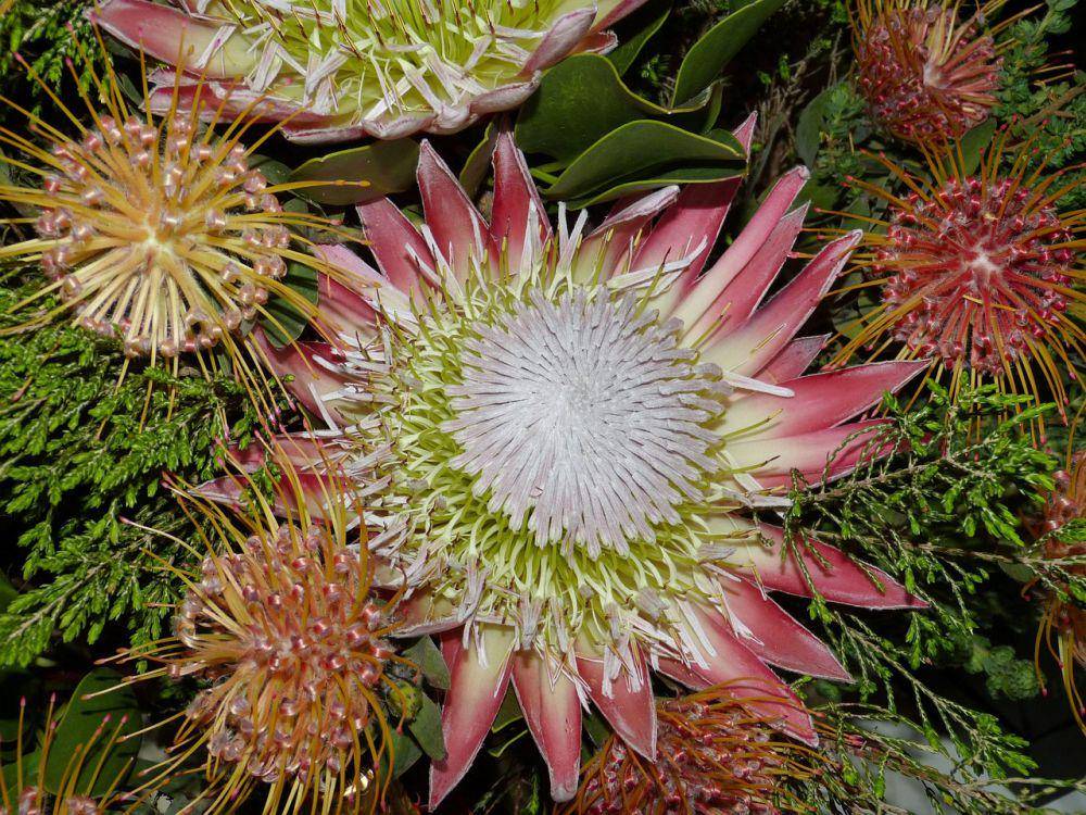 Bunga king protea (pixabay.com/falco)