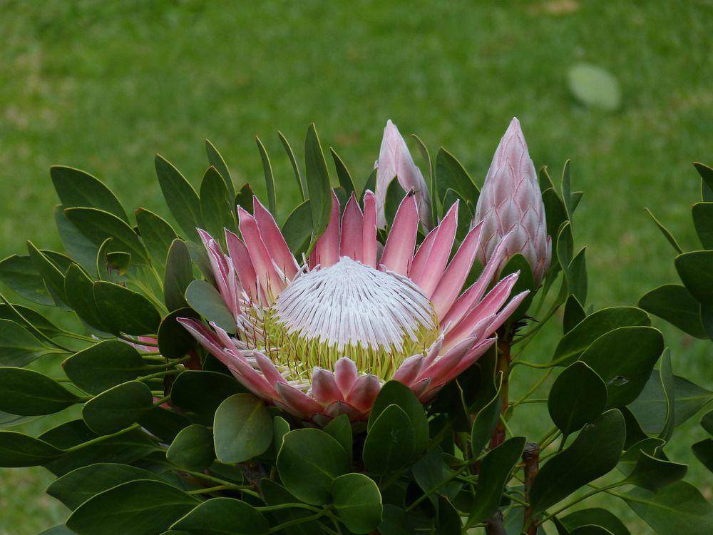 Bunga king protea (pixabay.com/falco)