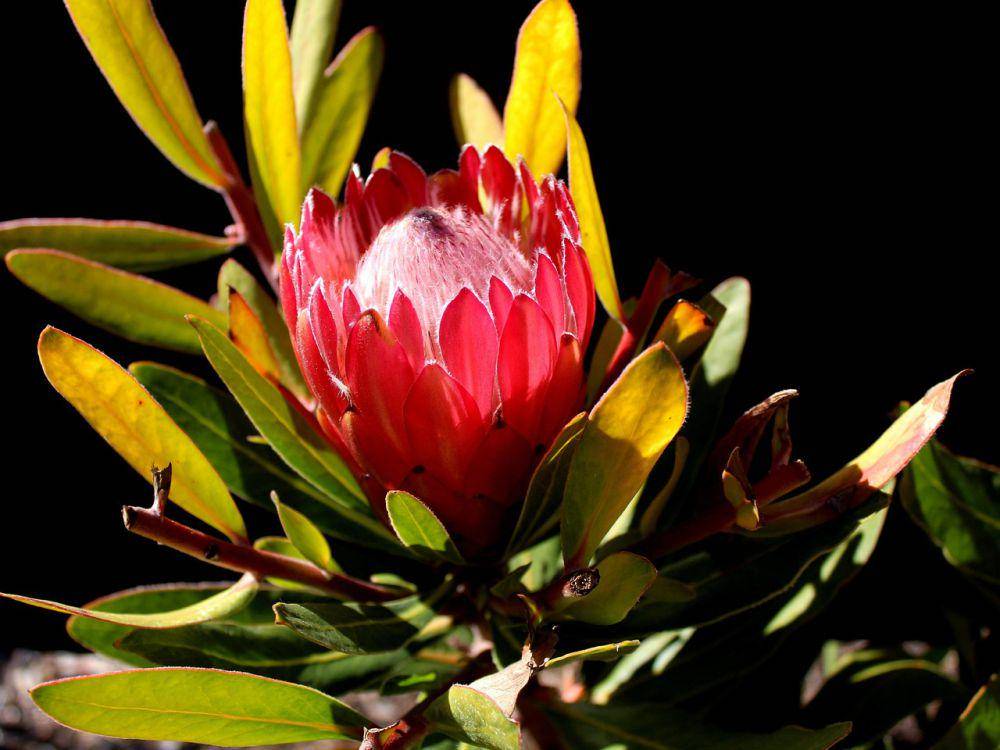 Bunga king protea (pixabay.com/Clarko1959)