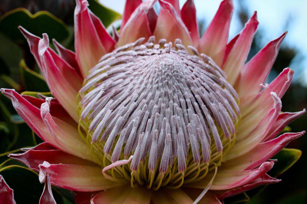 Bunga king protea (pixabay.com/JodieLowen)