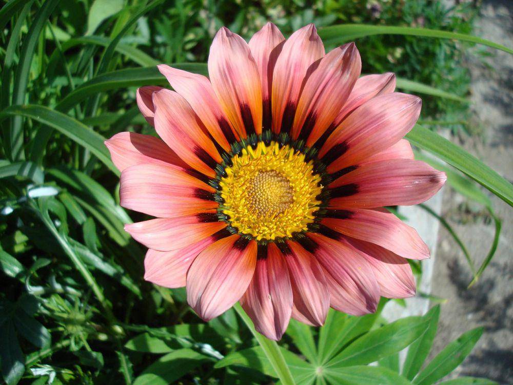 African daisy (pixabay.com/gelya07)