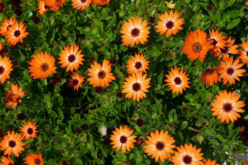 African daisy (pexels.com/Mike Bird)