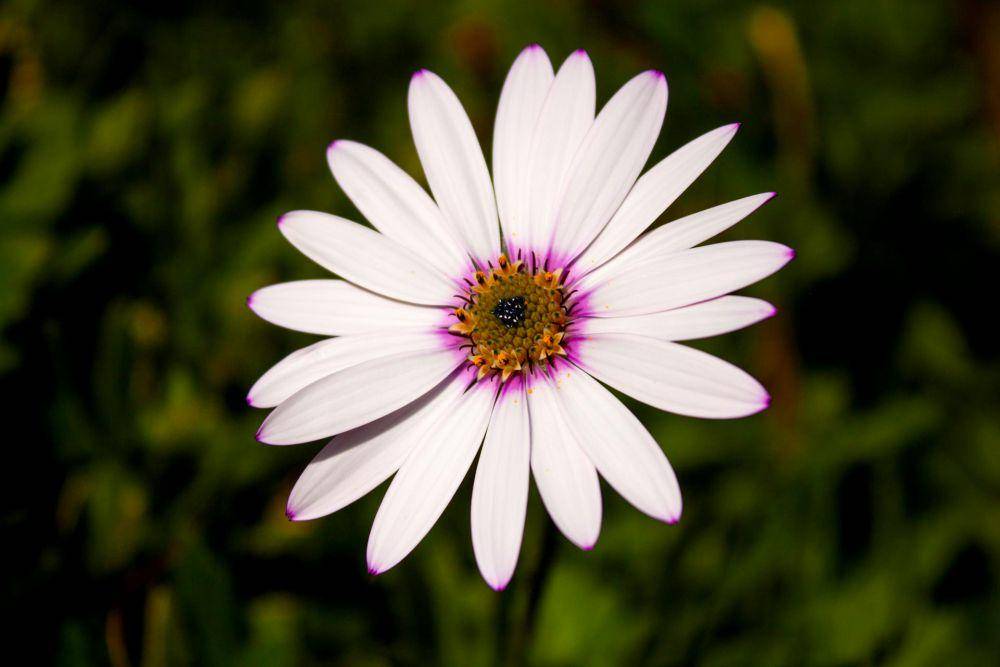 African daisy (pexels.com/Nathan Still)