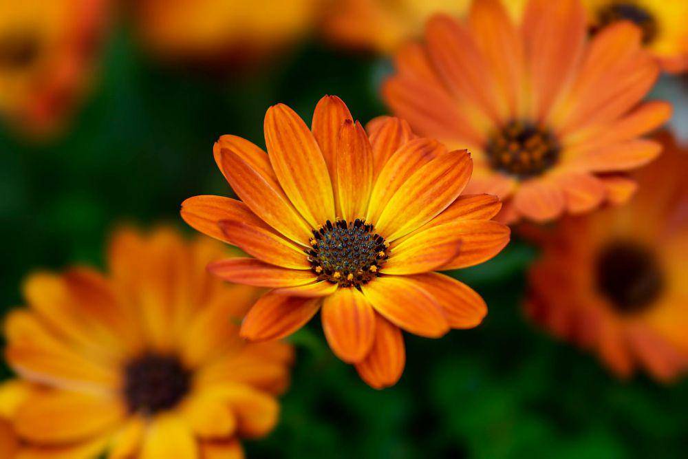 African daisy (pexels.com/Manuel Torres Garcia)
