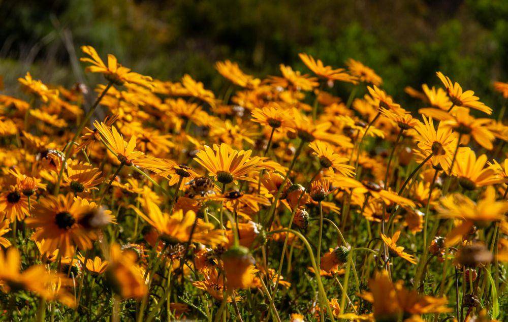 African daisy (pexels.com/Magda Ehlers)