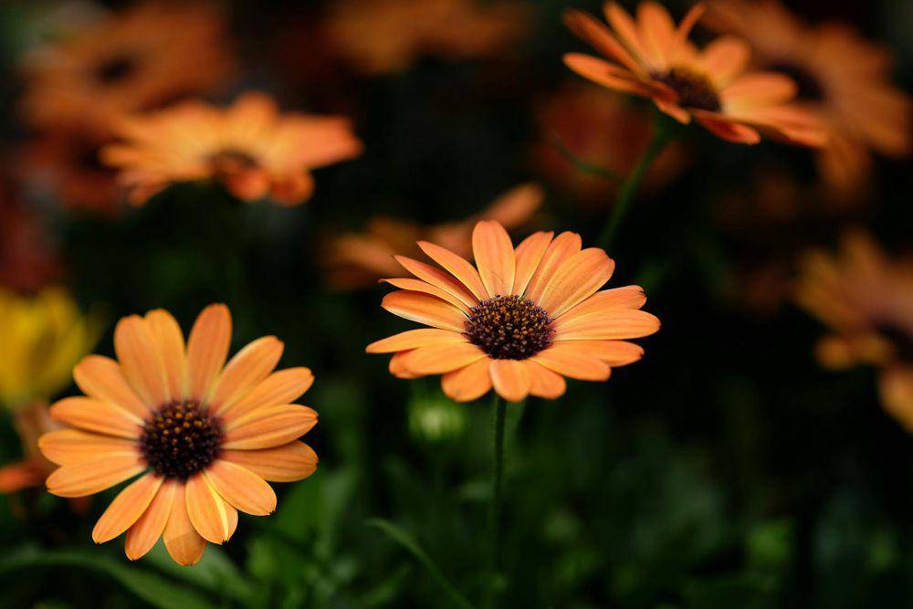 African daisy (pexels.com/Lana)