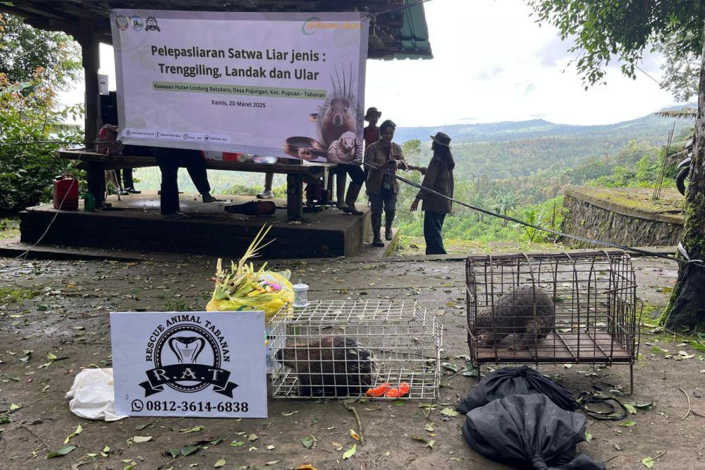8 Jenis Satwa Dilepasliarkan di  Hutan Gunung Batukaru