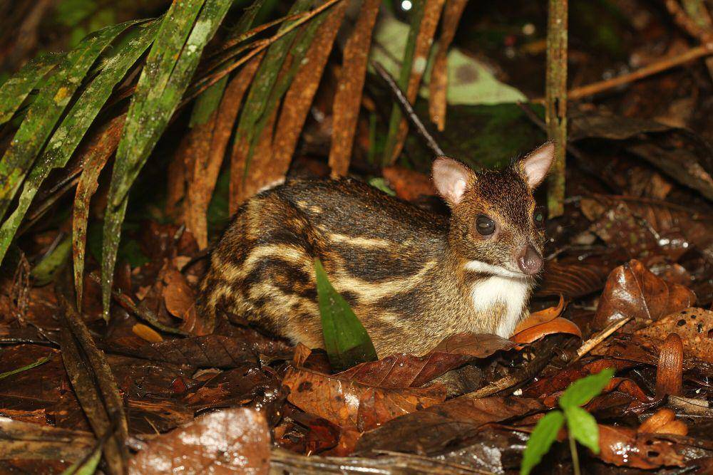 Indian spotted chevrotain (commons.m.wikimedia.org/Davidvraju)