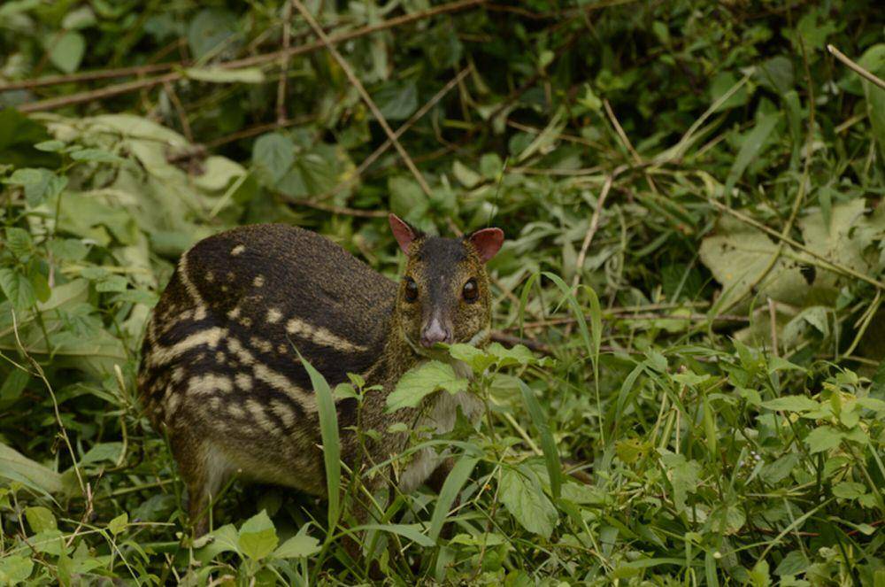 Indian spotted chevrotain (commons.m.wikimedia.org/PJeganathan)