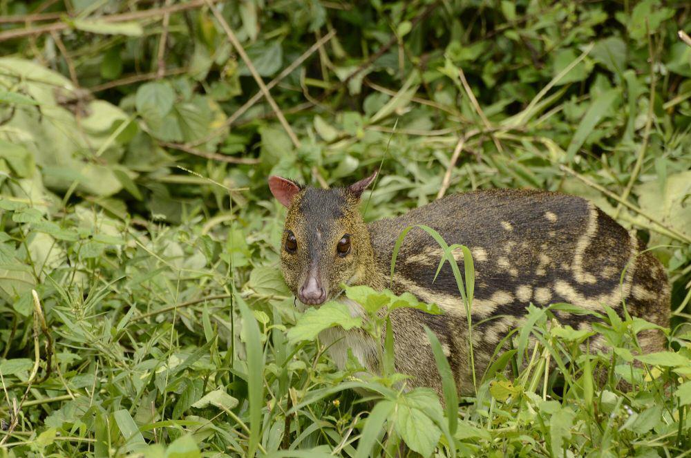 5 Fakta Unik Indian Spotted Chevrotain, Tukang Kebun Hutan yang Pemalu