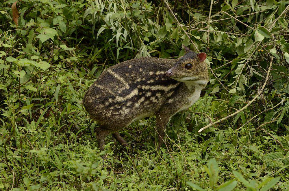 Indian spotted chevrotain (commons.m.wikimedia.org/PJeganathan)