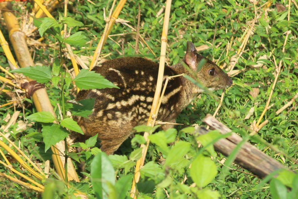 Indian spotted chevrotain (commons.m.wikimedia.org/Haneesh K M)