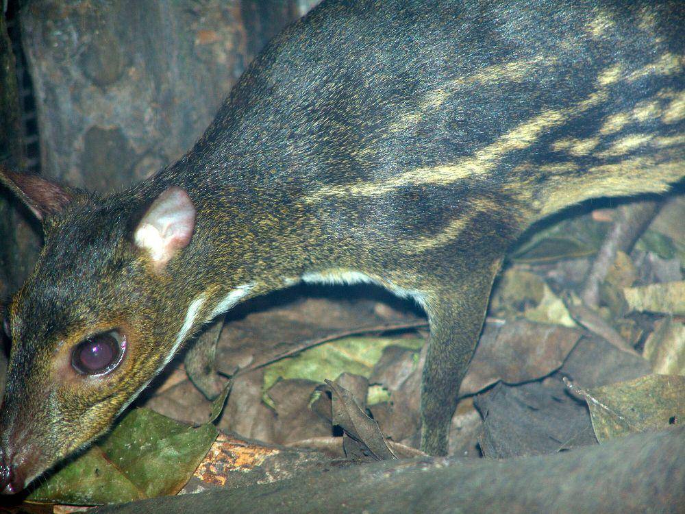 Indian spotted chevrotain (commons.m.wikimedia.org/Drew Avery)