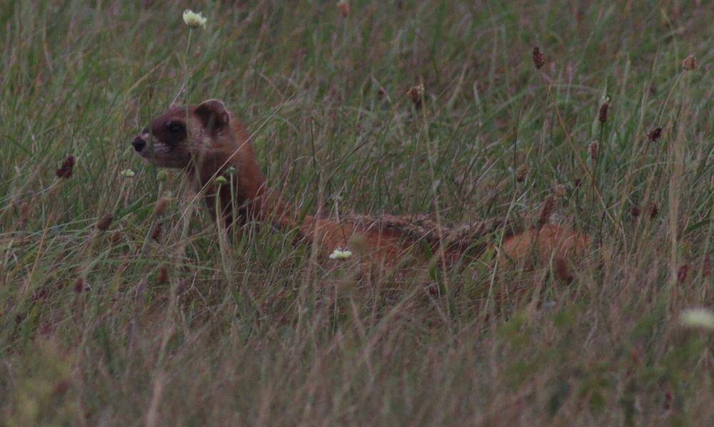 ilustrasi steppe polecat (commons.m.wikimedia.org/Jan Ebr and Ivana Ebrova)