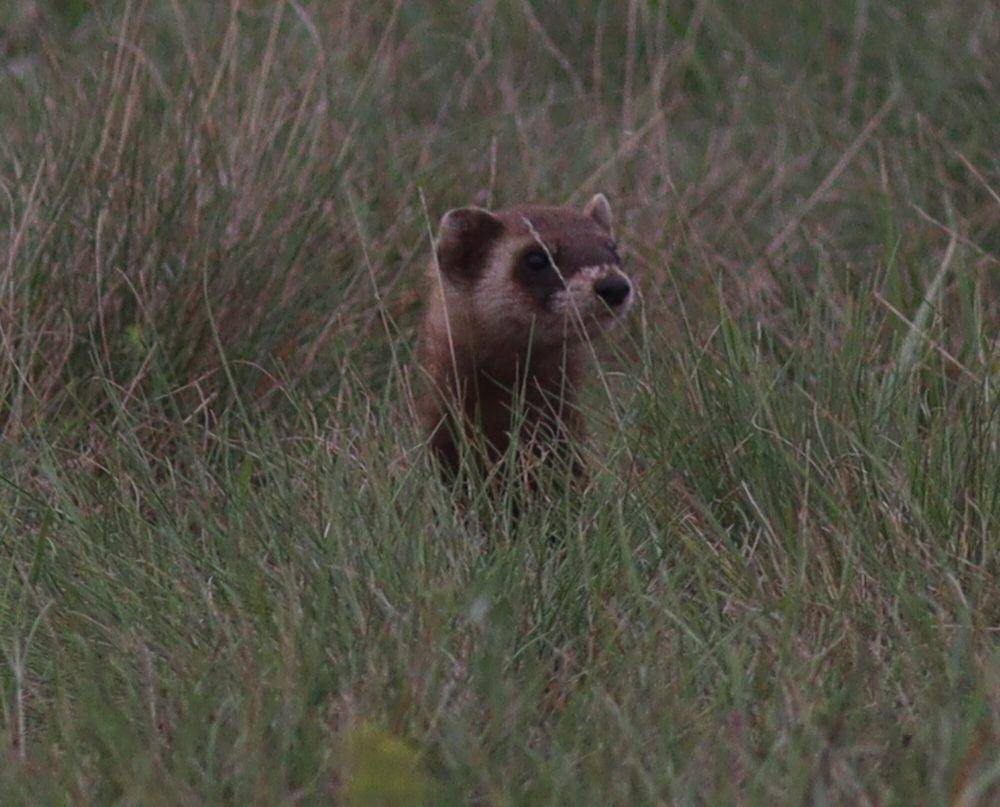 ilustrasi steppe polecat (commons.m.wikimedia.org/Jan Ebr and Ivana Ebrova)