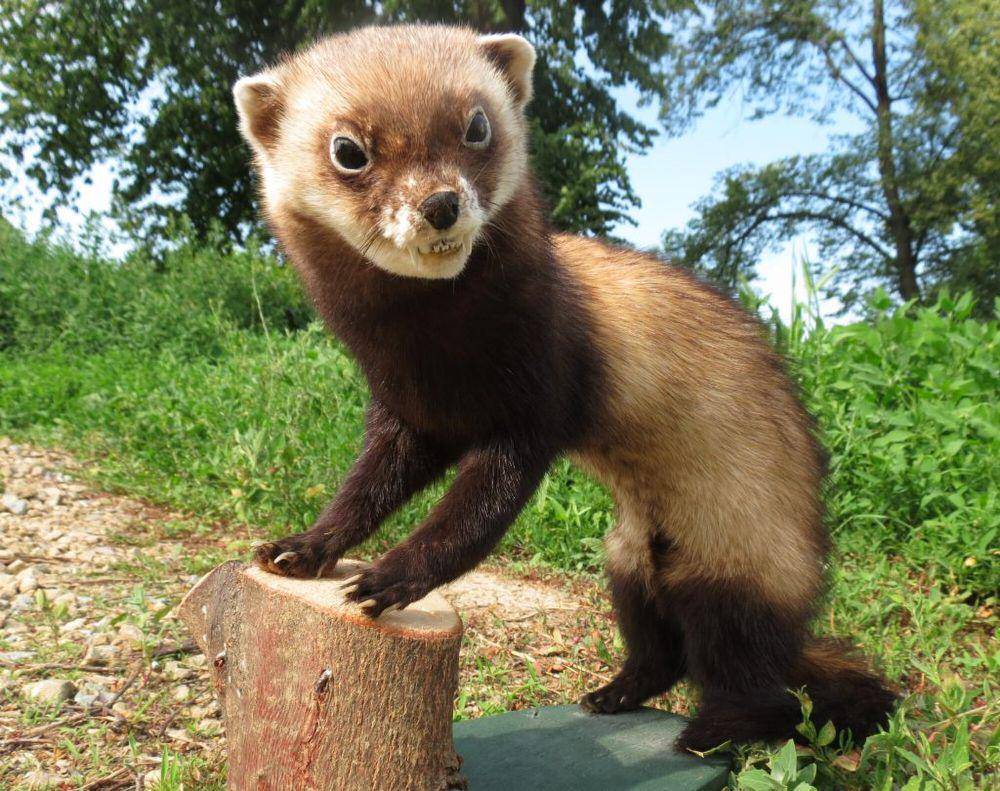 steppe polecat (commons.m.wikimedia.org/Jan Dusek)