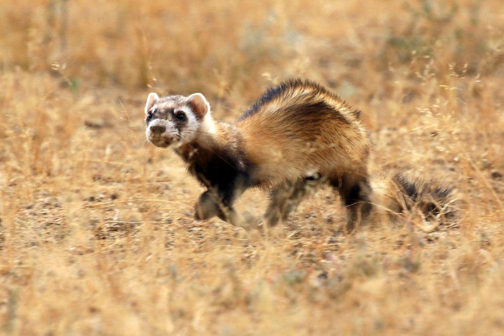 6 Fakta Steppe Polecat, Hidup Nomaden dan Lebih Aktif di Musim Dingin